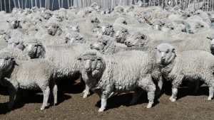 Ruralistas piden la emergencia por sarna ovina en Río Negro