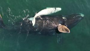 «¡Qué rápido crecen!»: fotografió a la misma ballena con su cría en Puerto Madryn 45 días después