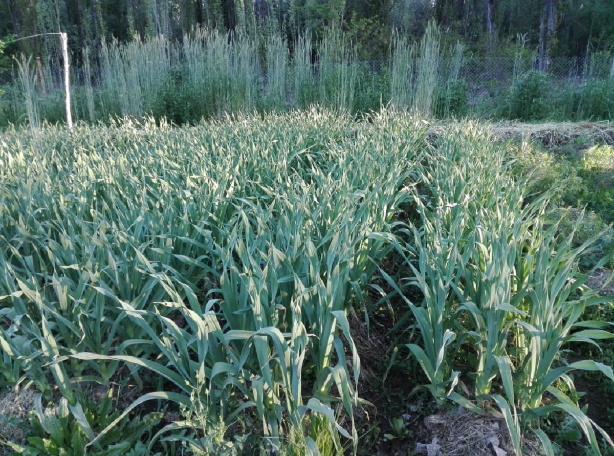La mayor superficie está dedicada a la siembra de ajos.