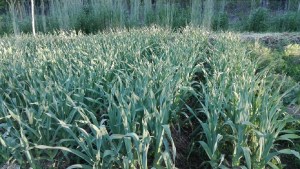 En el lago Pellegrini existe una comunidad dedicada a promover la agroecología