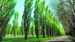Jardín: los árboles que nos sirven de cortinas de viento