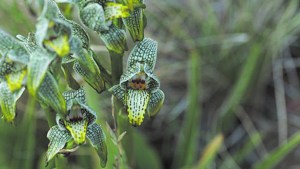 Orquídea patagónica, una belleza