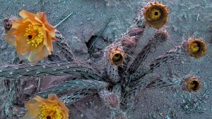 Cola de piche, una espinosa de lindas flores