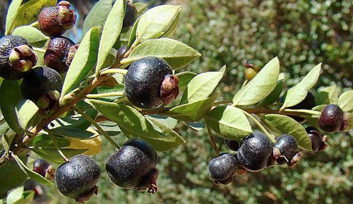 Arrayanes, una opción inmaculada para el jardín - Diario Río Negro