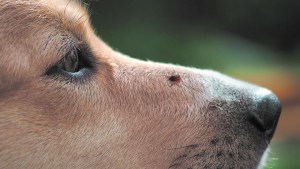 Si hace calor… habrá garrapatas