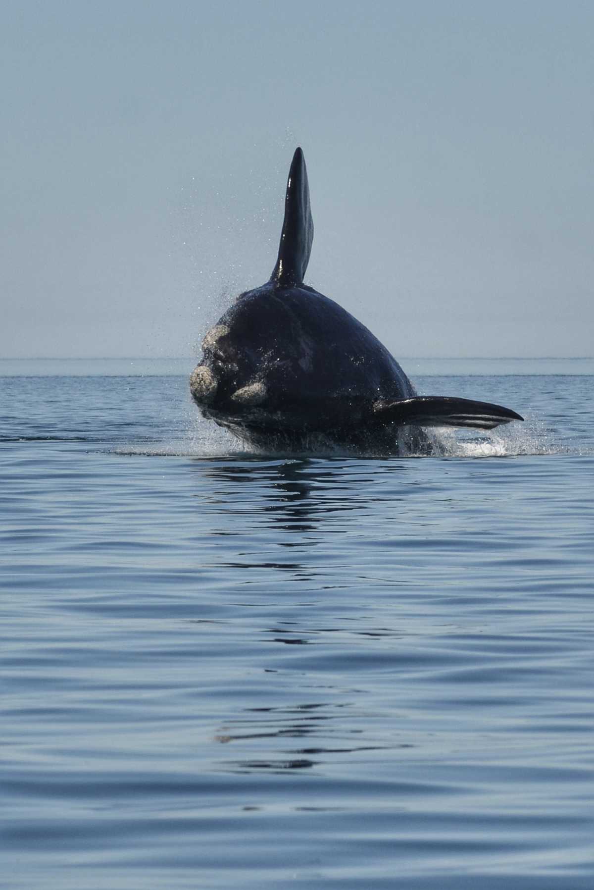 Harán un plan de manejo para el avistaje embarcado de ballenas francas y otros mamíferos marinos