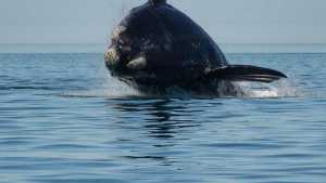 Las Grutas: Harán un plan de manejo para el avistaje embarcado de ballenas francas