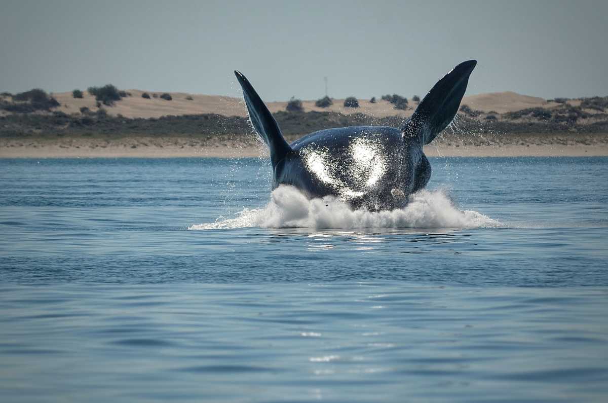 Las ballenas ya pueden verse en Las Grutas
