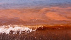 Alerta por crecida de «marea roja» en Península Valdés: investigan relación con muerte de ballenas