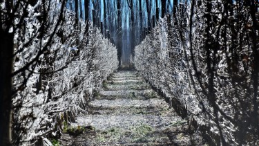 La protección de los frutales contra las heladas demanda importantes gastos en combustible. (Foto Néstor Salas)