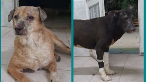 Buscan hogar para dos perros heridos en el incendio y explosión de la refinería NAO en Plaza Huincul