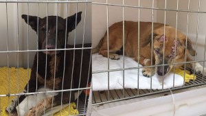 Piden ayuda para dos perros heridos en la explosión de la refinería NAO de Plaza Huincul