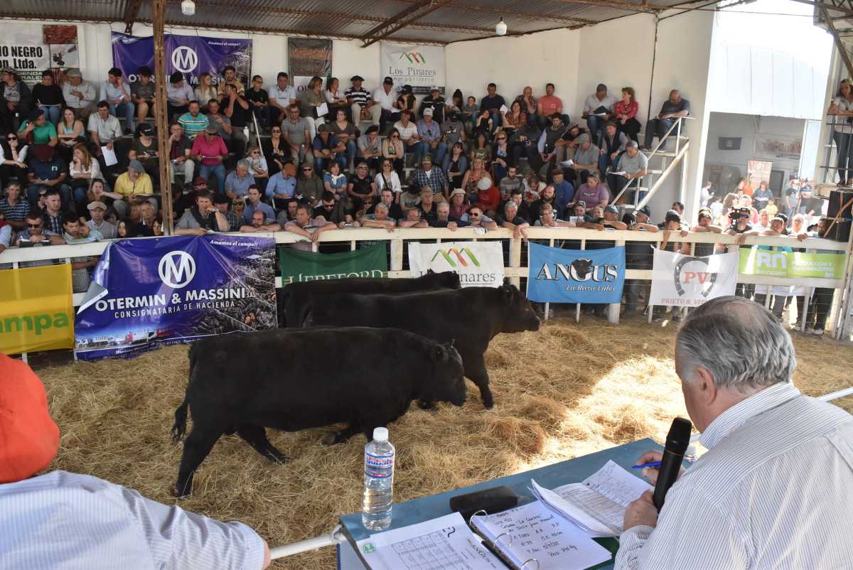 El remate de animales de la Expo Rural de Río Colorado, en fotos ...