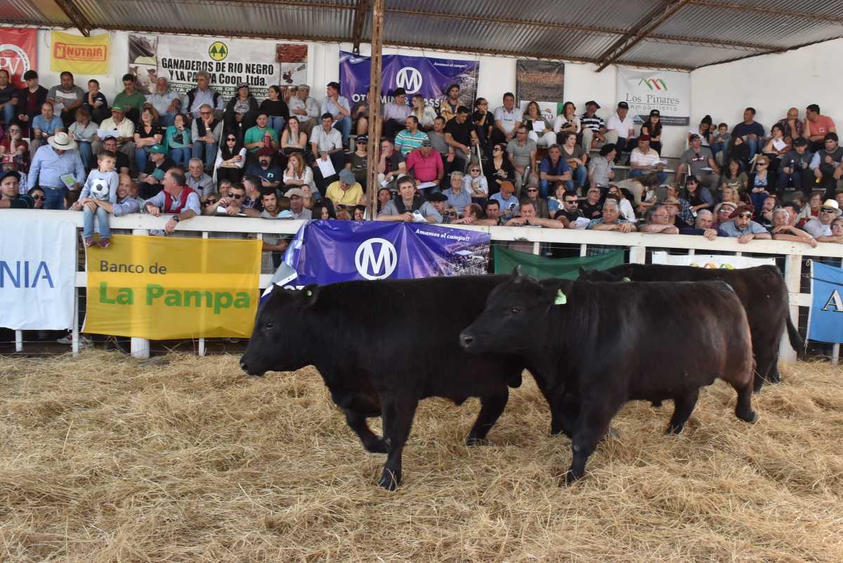El remate de animales de la Expo Rural de Río Colorado, en fotos ...