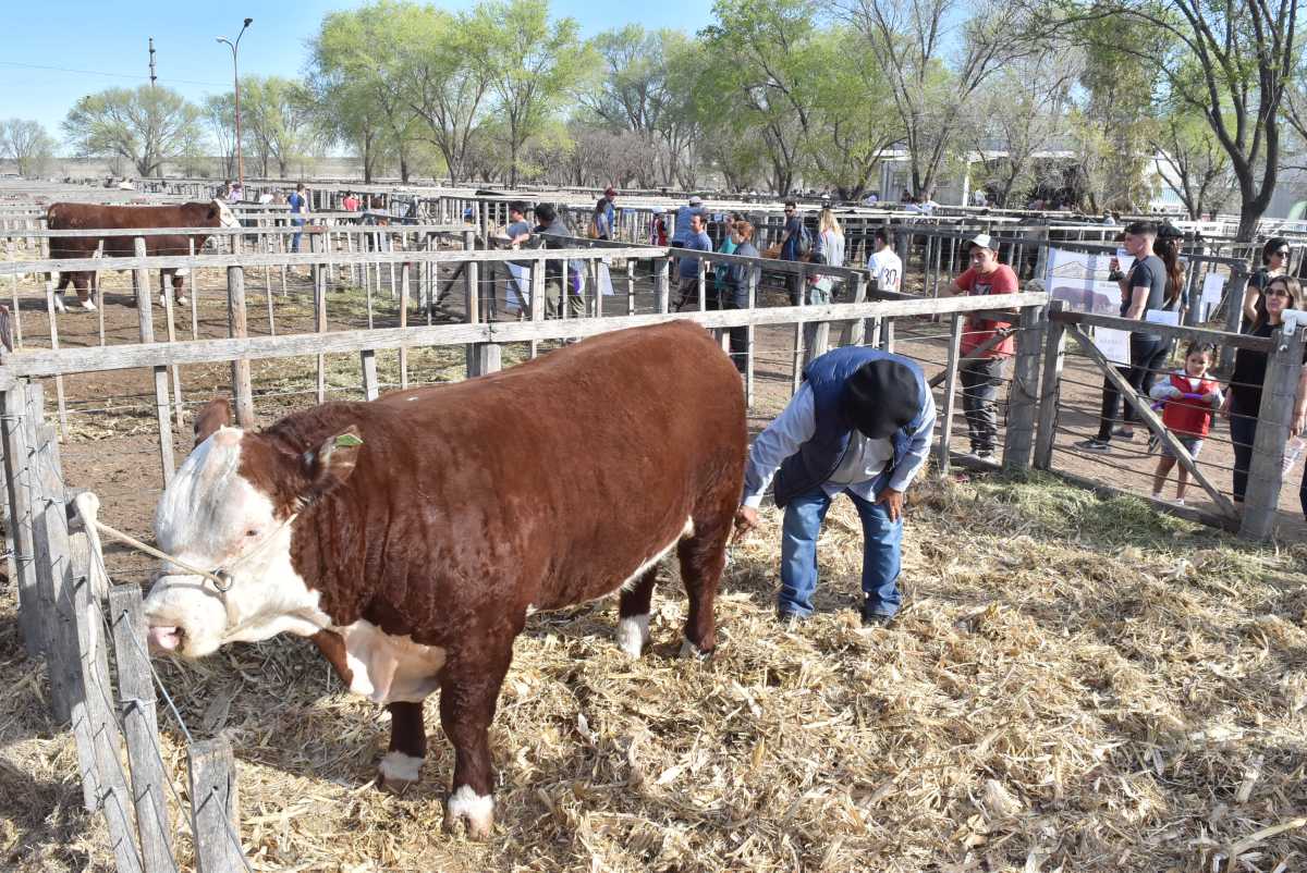 El remate de animales de la Expo Rural de Río Colorado, en fotos ...