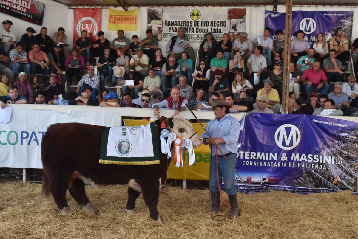 El remate de animales de la Expo Rural de Río Colorado, en fotos ...