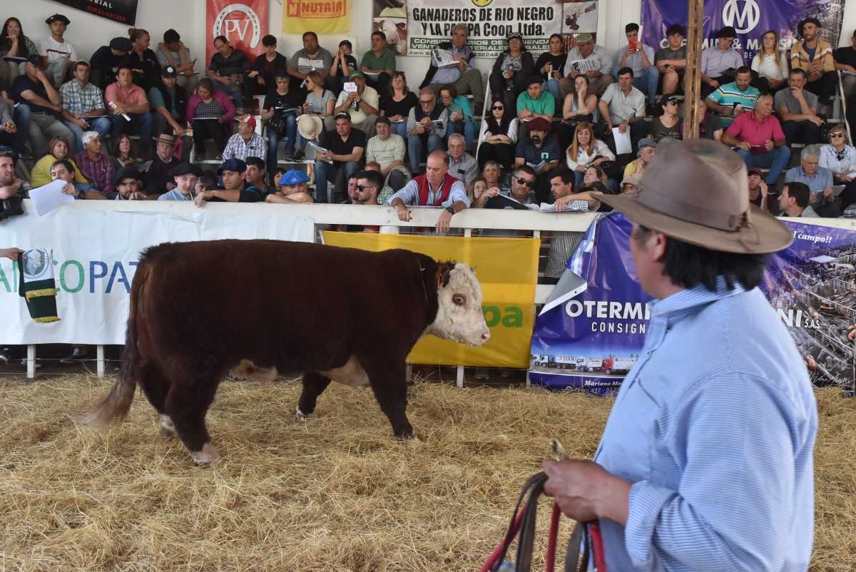 El remate de animales de la Expo Rural de Río Colorado, en fotos ...