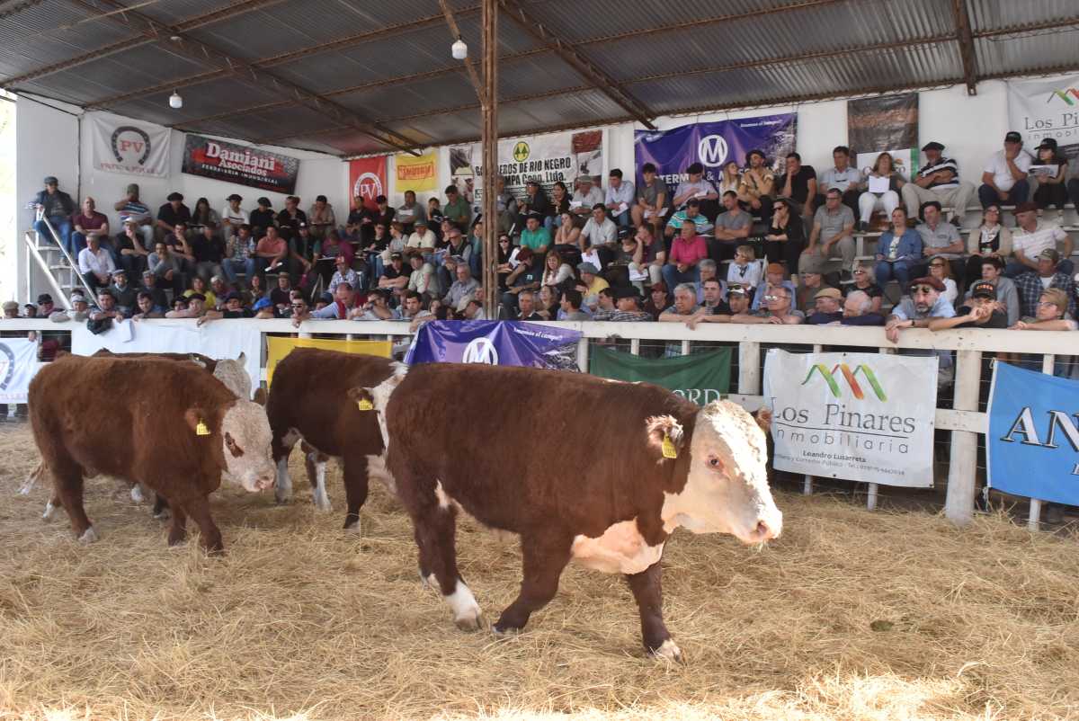 El remate de animales de la Expo Rural de Río Colorado, en fotos ...