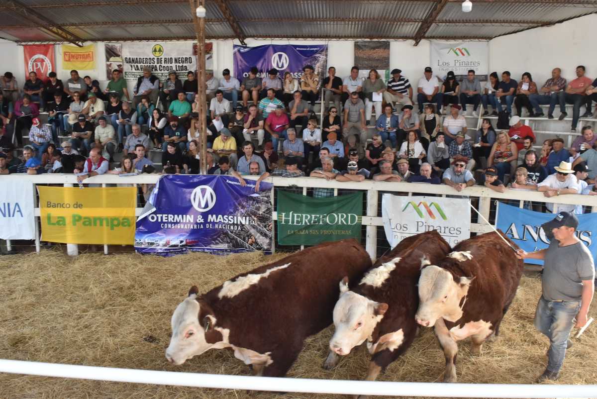El remate de animales de la Expo Rural de Río Colorado, en fotos ...