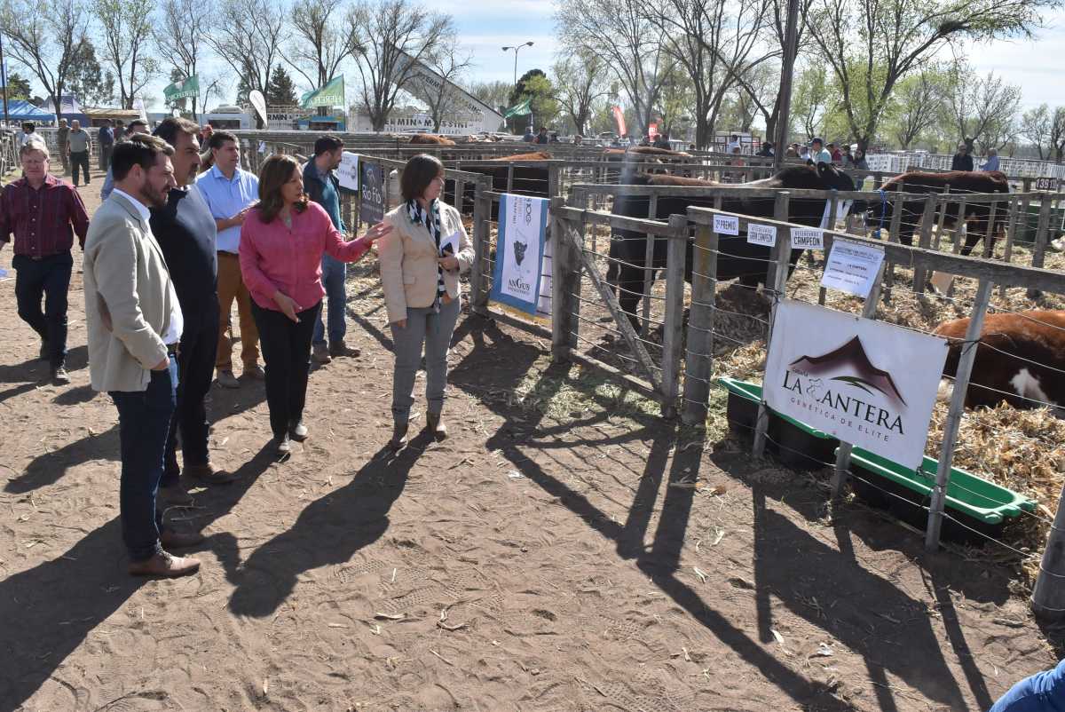 El remate de animales de la Expo Rural de Río Colorado, en fotos ...