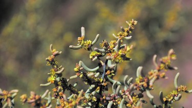 Se trata de una planta de floración duradera, que aparece desde el comienzo de la primavera y se extiende hasta finales del verano.