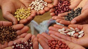 Encuentro regional de intercambio de semillas y saberes en Cipolletti