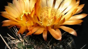 Plantas autóctonas:  el cardoncito de fuego