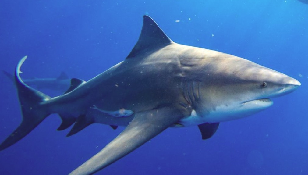 Un tiburón de la especie que atacó a la mujer norteamericana fallecida.