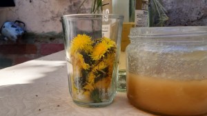 A cosechar ahora flores de diente de león para después hacer un tónico para reforzar defensas