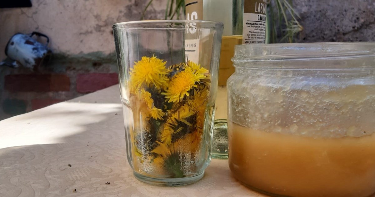 Now harvest dandelion flowers and then make a tonic to strengthen defenses