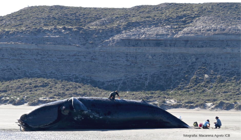 El número de ballenas muertas actual asciende a 13, de los cuales 12 son individuos adultos y un subadulto. Foto: Macarena Agrelo Instituto de Conservación de Ballenas.