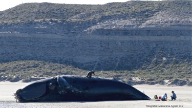 El número de ballenas muertas actual asciende a 13, de los cuales 12 son individuos adultos y un subadulto. Foto: Macarena Agrelo Instituto de Conservación de Ballenas.