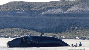 Ya son 15 las ballenas que aparecieron muertas en Península Valdés