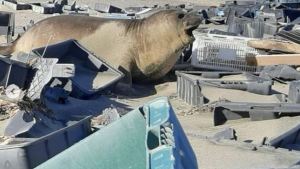 Península Valdés invadida de plástico: elefantes marinos conviven con la basura