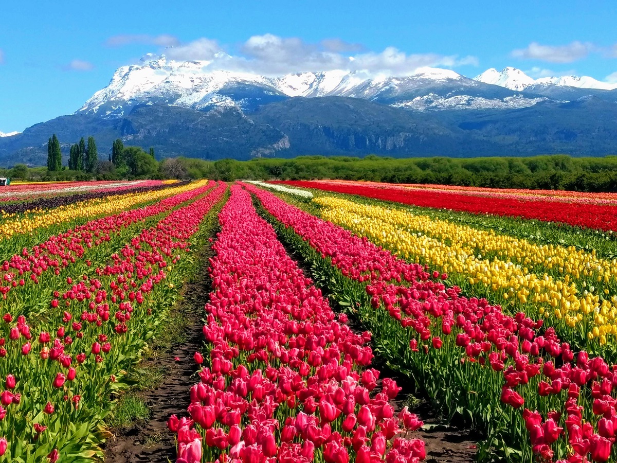 El campo de tulipanes está a 13 km de Trevelin y 22 de Esquel, en la cordillera de Chubut.  