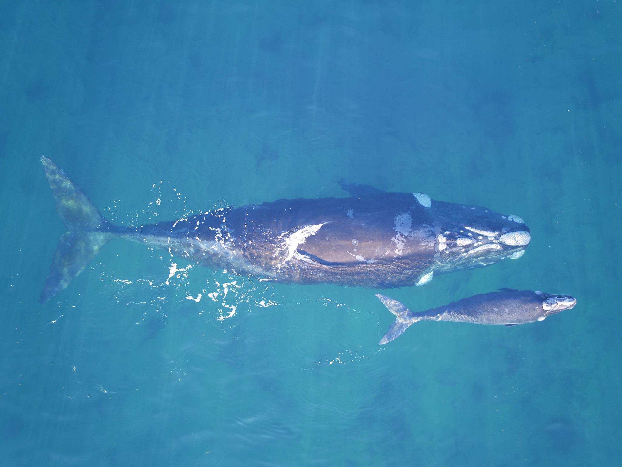 "Las ballenas nos alertan sobre la contaminación de los mares. ¡Tu granito de arena nos ayuda a protegerlos!", dicen desde el Instituto de Conservación de Ballenas
@icb.argentina 