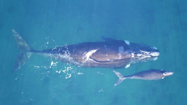 "Las ballenas nos alertan sobre la contaminación de los mares. ¡Tu granito de arena nos ayuda a protegerlos!", dicen desde el Instituto de Conservación de Ballenas
@icb.argentina 