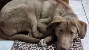 Una perrita atropellada por la policía de Caviahue reflotó un pedido de proteccionistas