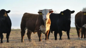 Realizarán una venta de toros mejorados en una localidad de Neuquén