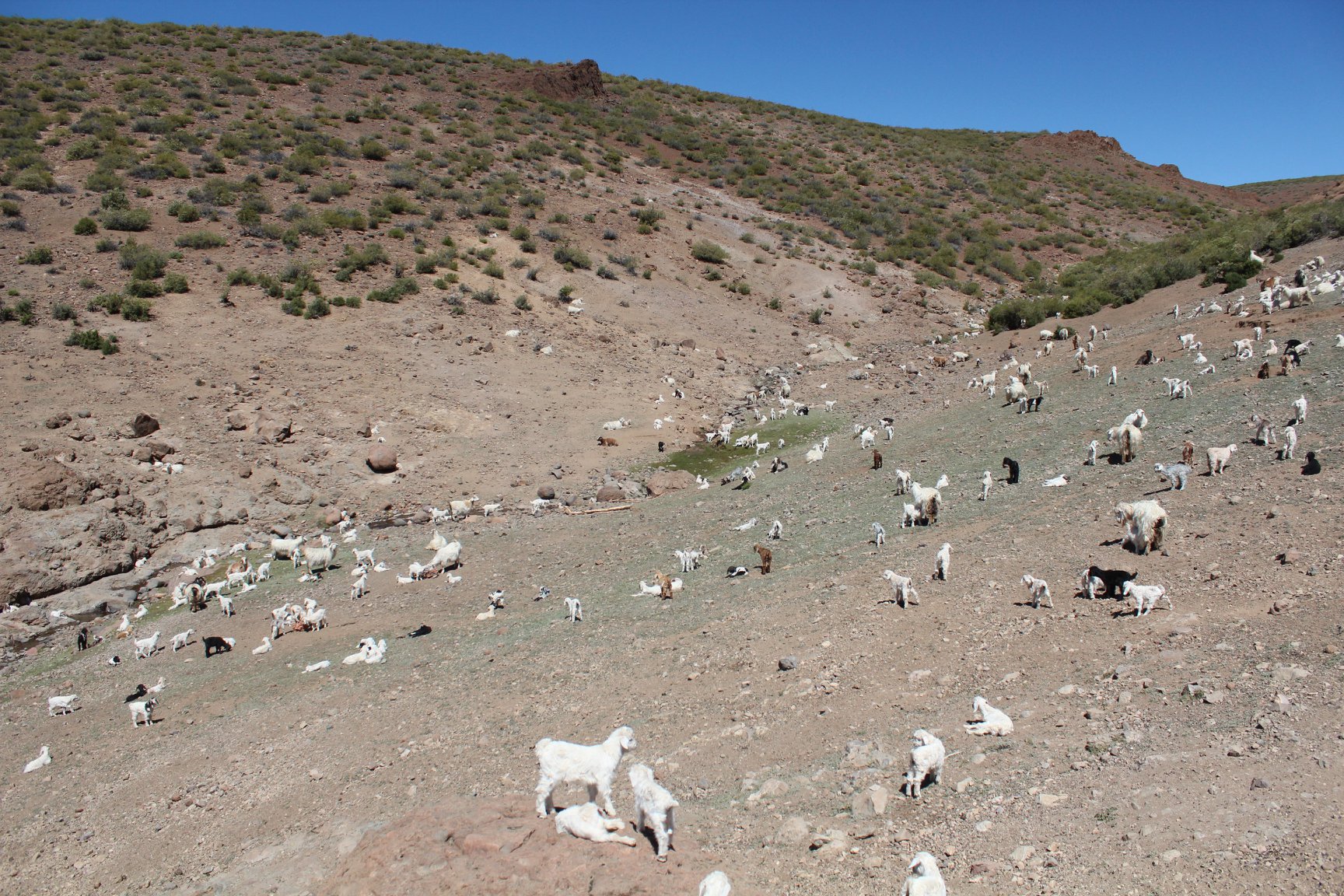 En el norte de la Patagonia las pariciones de caprinos y ovinos se concentran en los meses de primavera. Fotos: INTA Norte Neuquino.