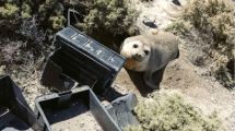 Imagen de Muerte de elefantes marinos por gripe aviar: se aprobó una Ley de protección en Chubut
