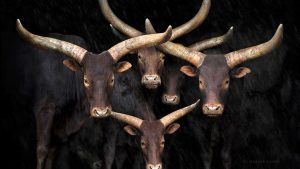 Villa la Angostura: Congreso de fotonaturaleza con la mejor del mundo, mirá sus obras, planes de finde