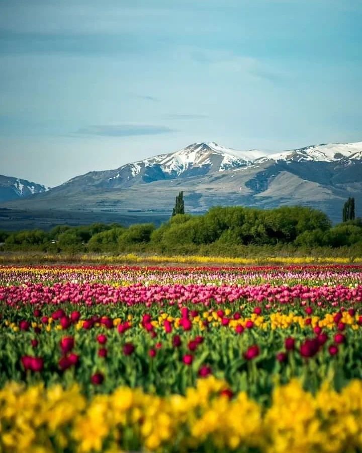 Unos 2,3 millones de bulbos de tulipanes florecen y crean una postal icónica con el cerro Gorsedd Y Cwmwl de fondo.