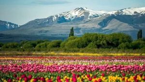 Los tulipanes de Trevelin: el campo está en flor y así enamora
