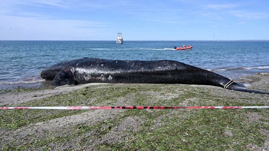 Las ballenas muertas fueron encontradas en la costa chubutense, y no descartan que aparezcan más. Foto: Télam.-