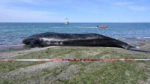 Veda total para la pesca en Chubut por Marea Roja: cómo se vincula con las ballenas muertas