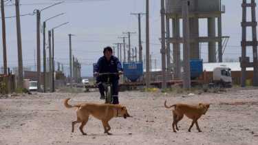 Una señora fue atacada por un perro cuando caminaba con su bebé. Foto: archivo Matias Subat