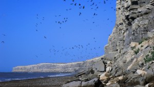 La mayor colonia de loros del mundo está en peligro por el rápido desmonte
