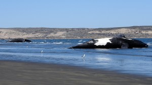 ¿Por qué murieron 30 ballenas en Península Valdés? Los científicos ya tienen la respuesta