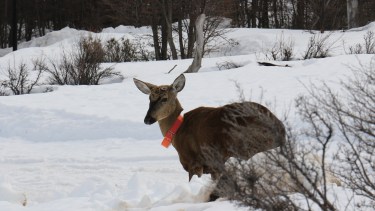 El huemul es un ciervo que alcanza cerca del metro de altura (a la cruz) en los ejemplares mayores. 
